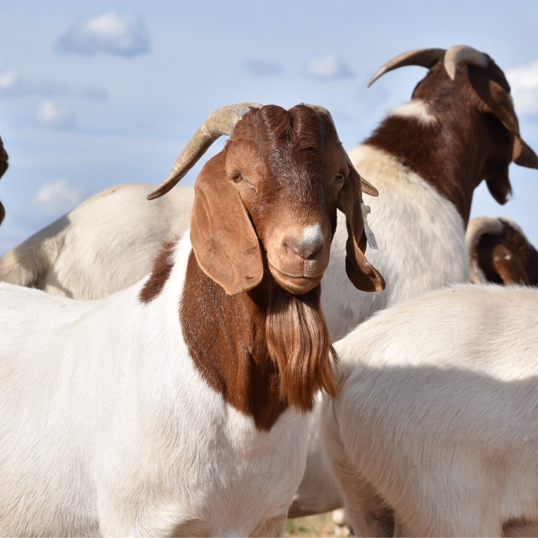 Goat Qurban