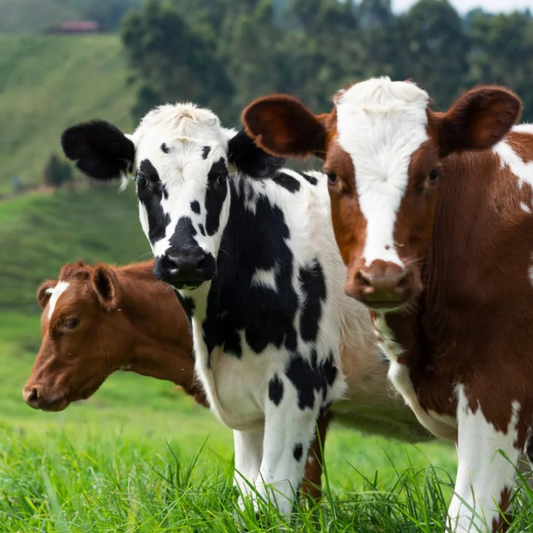 Bull Qurban (Shared)